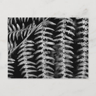 Hojas de fern - Postales de fotos en blanco y negr