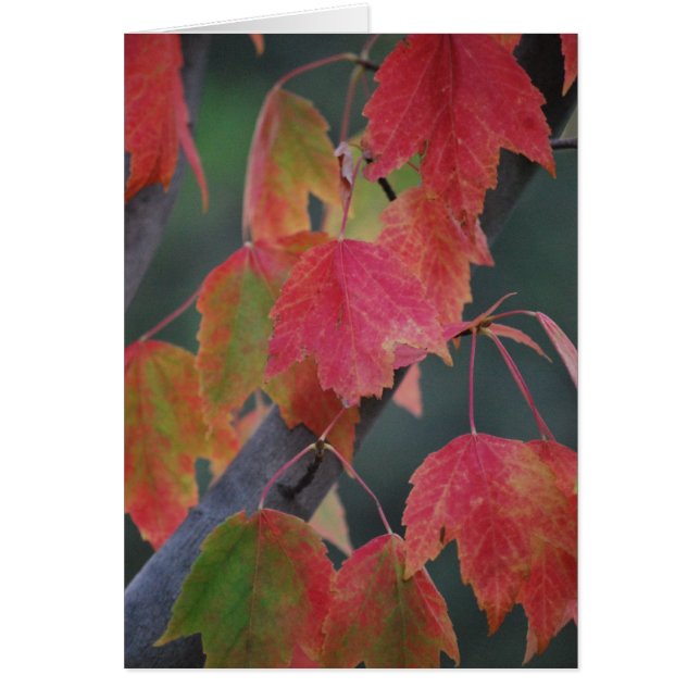 Hojas de la caída (Frente)