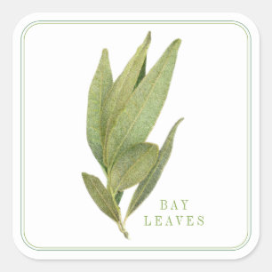 HOJAS DE LAUREL FRESCO Pegatinas Cuadradas Grandes