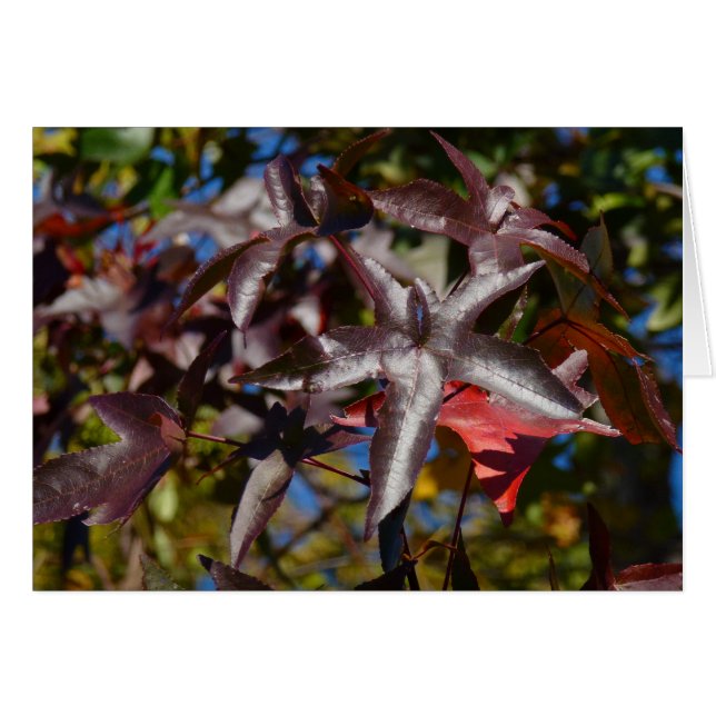 Hojas de Liquidambar en Otoño (Anverso (Horizontal))