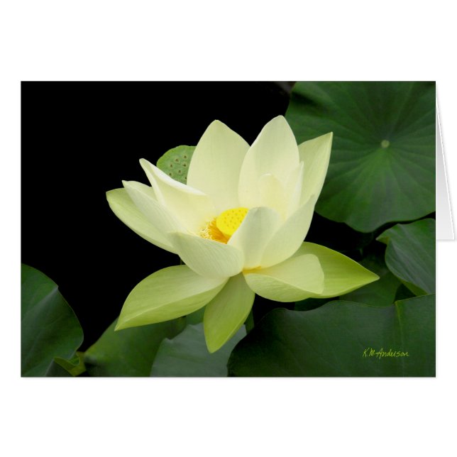 Hojas de lirio amarillo pálido (Anverso (Horizontal))