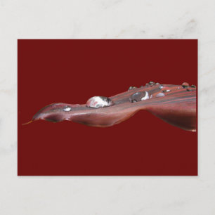 Hojas de lirio húmedo ~ postales