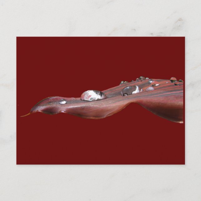 Hojas de lirio húmedo ~ postales (Anverso)