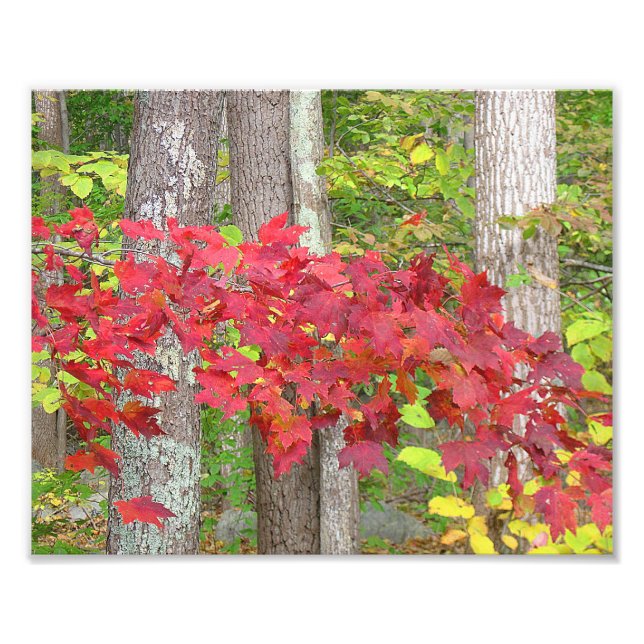 Hojas De Maple En La Impresión Fotográfica De Otoñ (Frente)