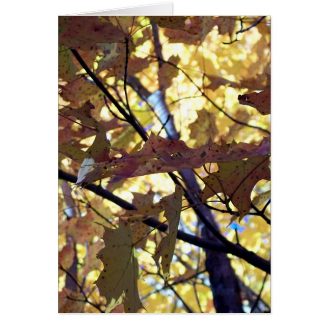 Hojas de oro de otoño (Frente)