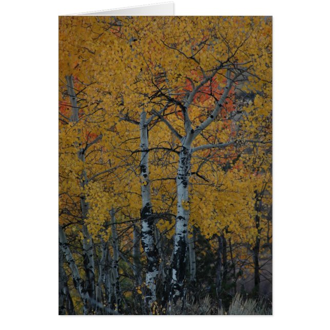 Hojas de oro del Aspen (Frente)
