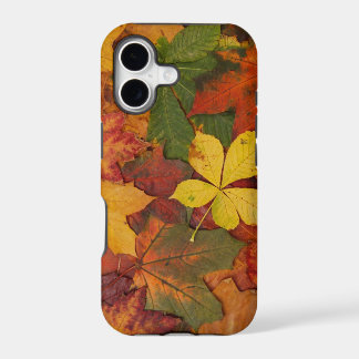 Hojas de Otoño
