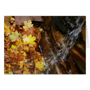 Hojas de otoño en la cascada III Naturaleza otoñal