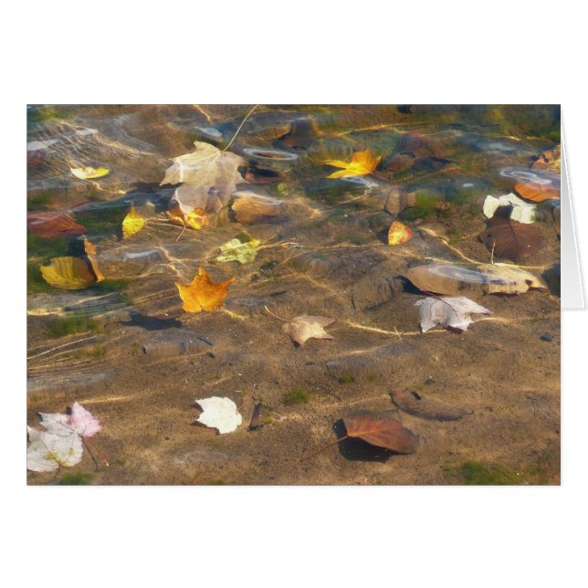 Hojas de otoño en la fotografía de la naturaleza d (Anverso (Horizontal))
