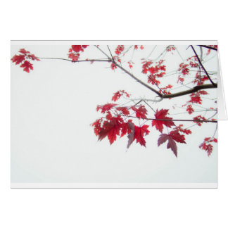 hojas de otoño rojas en una rama