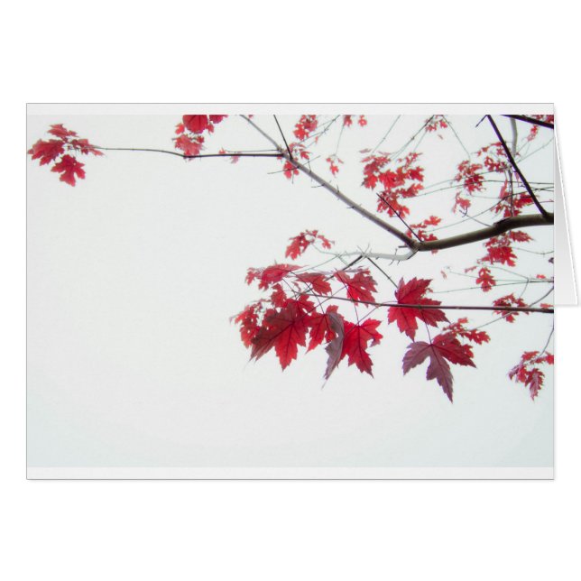 hojas de otoño rojas en una rama (Anverso (Horizontal))