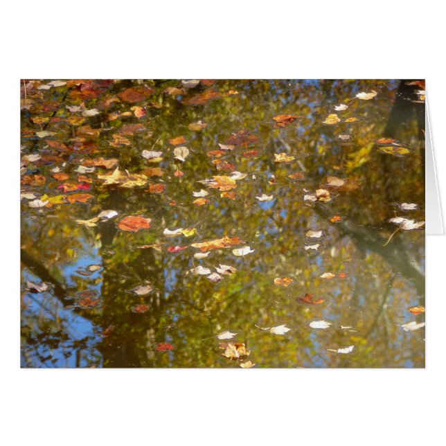 Hojas de otoño y reflejo de arroyo en Greenbelt (Anverso (Horizontal))