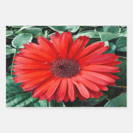 Hojas de papel de regalo botánico de margarita nar