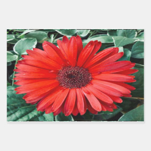 Hojas de papel de regalo botánico de margarita nar