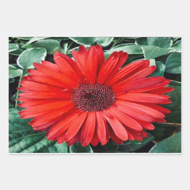 Hojas de papel de regalo botánico de margarita nar (Anverso)