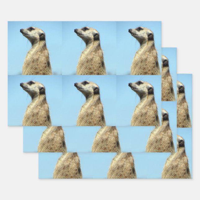 Hojas de papel para envolver de Meerkat (Set)