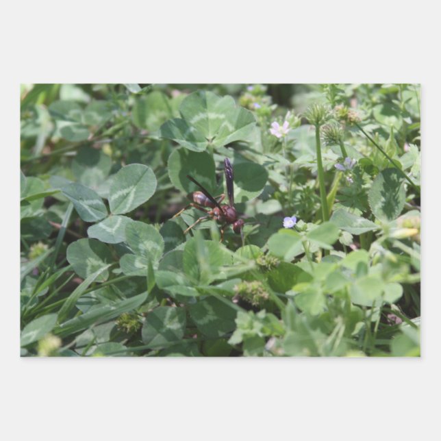 Hojas de papel Wasp (Anverso)