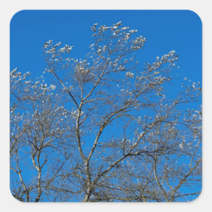 Hojas de plata de Pegatinas de un álamo blanco