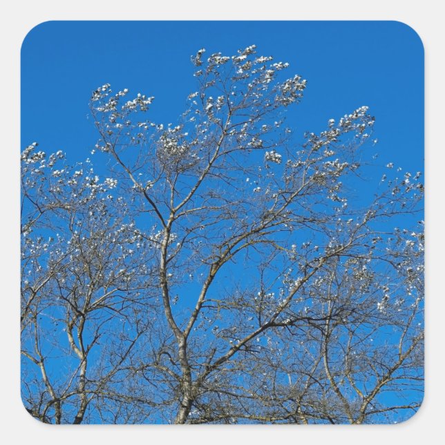 Hojas de plata de Pegatinas de un álamo blanco (Anverso)