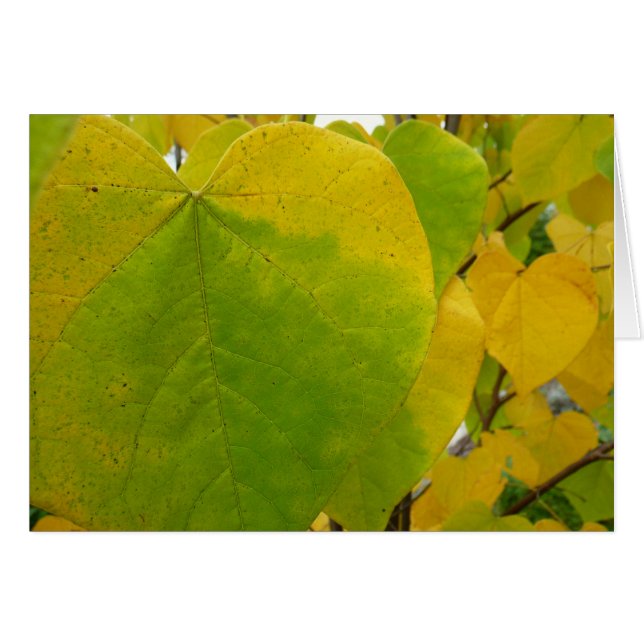 Hojas de Redbud amarillas y verdes (Anverso (Horizontal))