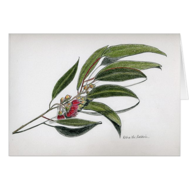 Hojas del eucalipto (Anverso (Horizontal))