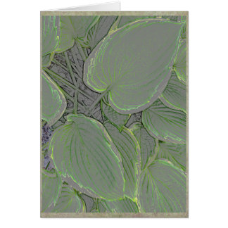 Hojas del Hosta en un jardín del verano