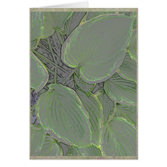 Hojas del Hosta en un jardín del verano (Frente)