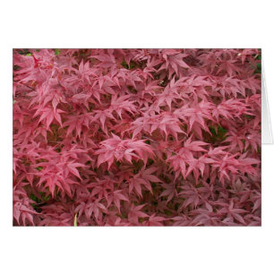 hojas del palmatum del acer