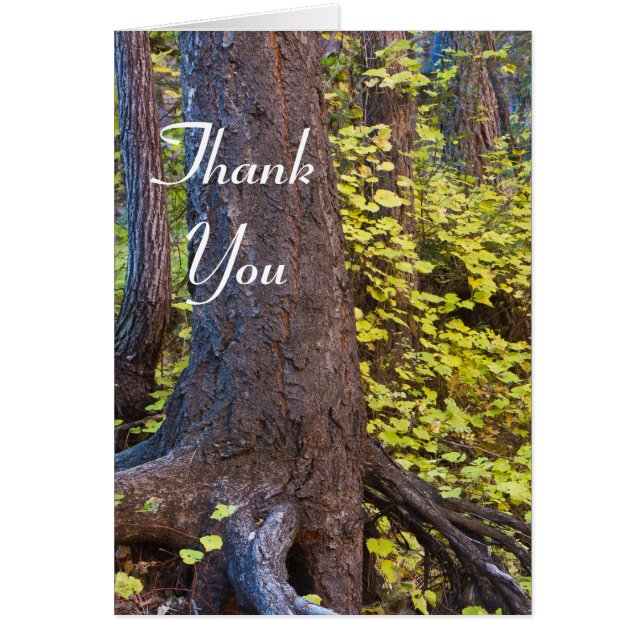 Hojas doradas en el camino de la horquilla oeste.  (Frente)