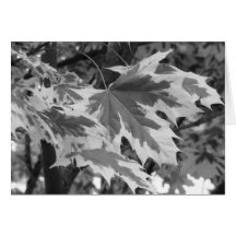 Hojas en blanco y negro