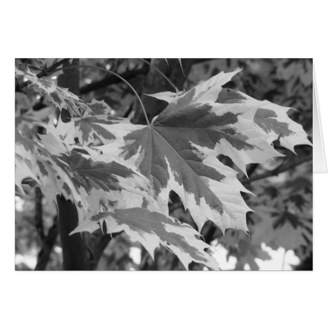 Hojas en blanco y negro (Anverso (Horizontal))