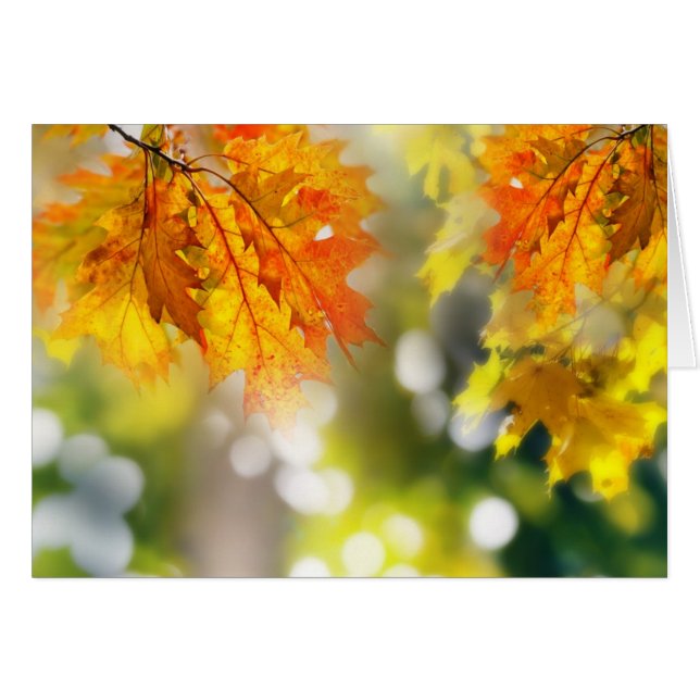 Hojas en las ramas del bosque otoñal (Anverso (Horizontal))