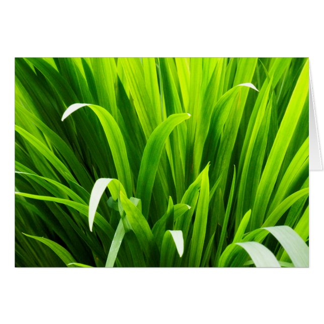 Hojas iluminadas en el jardín (Anverso (Horizontal))