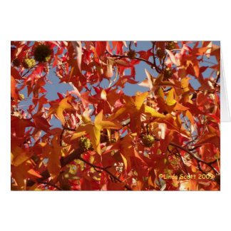 Hojas líquidas del ámbar