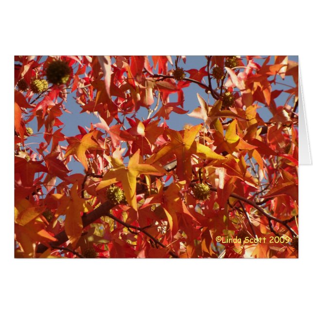 Hojas líquidas del ámbar (Anverso (Horizontal))