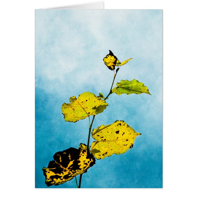 Hojas otoñales (Frente)