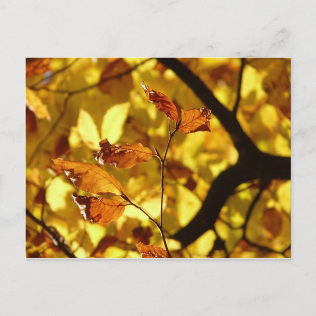 Hojas otoñales mostaza amarilla postal (Anverso)