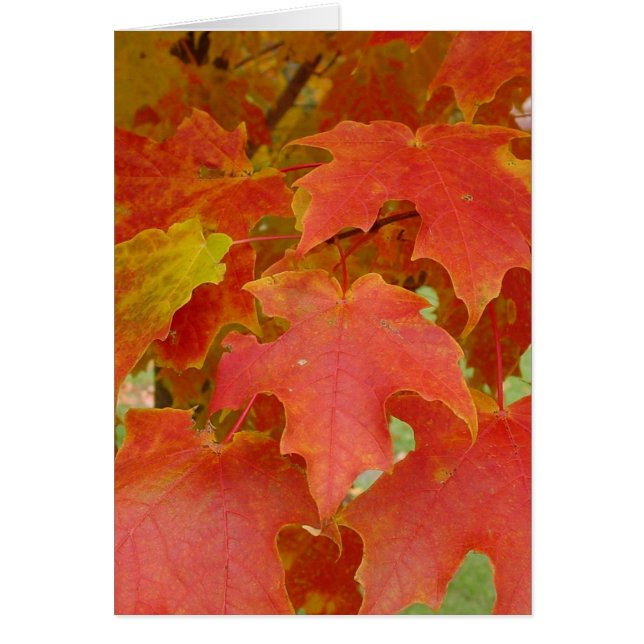 Hojas rojas (Frente)