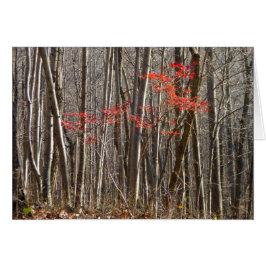 Hojas rojas en el bosque