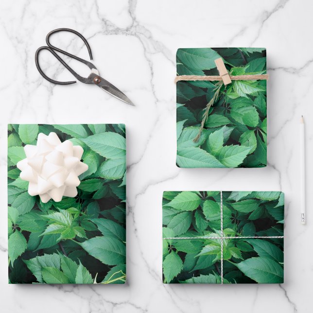 Hojas verdes de uva (Anverso)