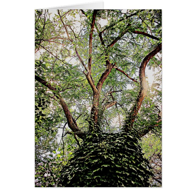 Hojas verdes por todas partes (Frente)