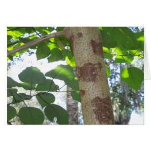 hojas verdes y tronco de árbol con corteza fresca