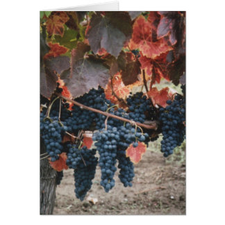 Hojas y uvas quemadas del rojo