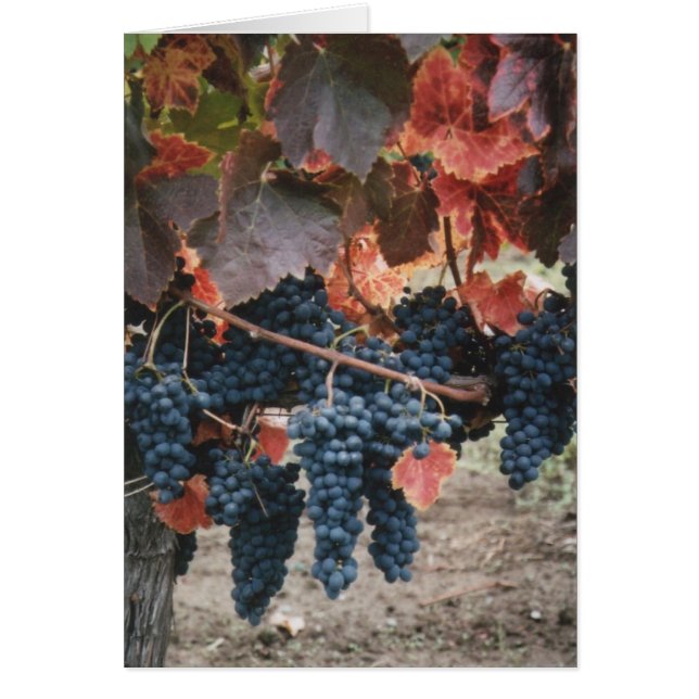 Hojas y uvas quemadas del rojo (Frente)