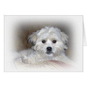 ¡Hola allí! Perrito descolorado de Shih Poo