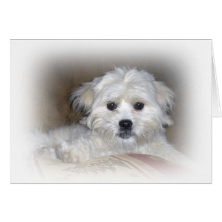 ¡Hola allí!  Perrito descolorado de Shih Poo