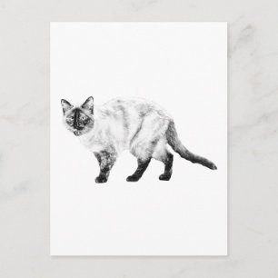 Hola amigo, postal de arte de gato