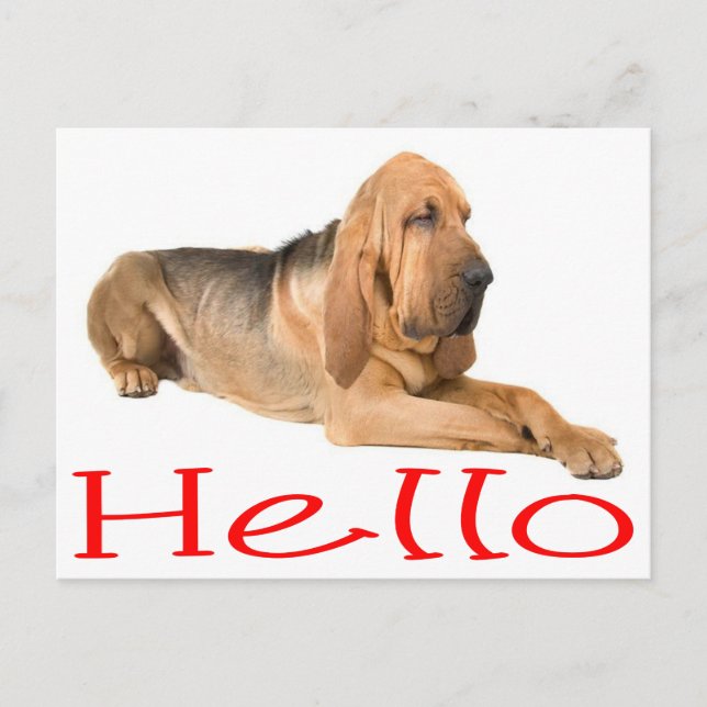 Hola Bloodhound Puppy Dog Tarjeta de Correos de Sa (Anverso)