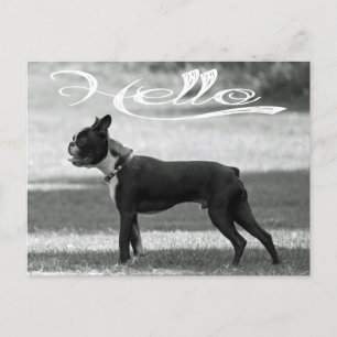 Hola Boston Terrier Cachorro Perro Saludo Tarjeta