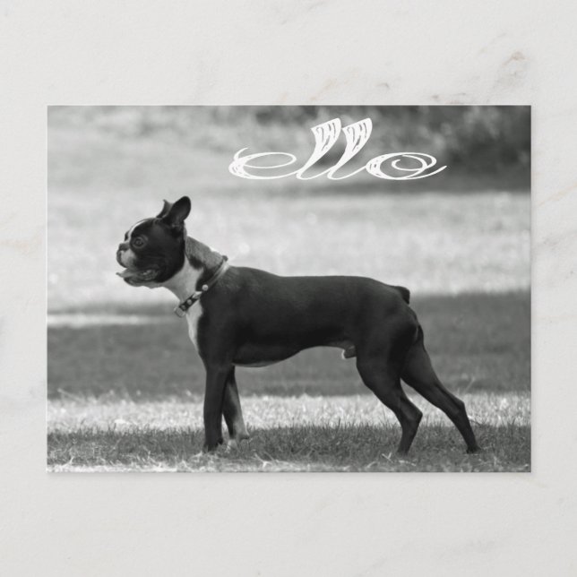 Hola Boston Terrier Cachorro Perro Saludo Tarjeta  (Anverso)